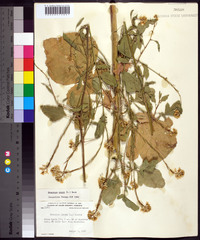 Brassica nigra image