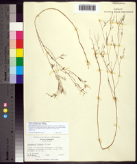 Croton michauxii image