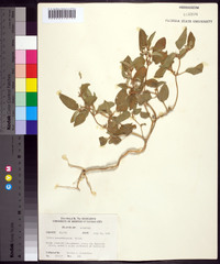 Croton monanthogynus image