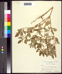 Croton monanthogynus image