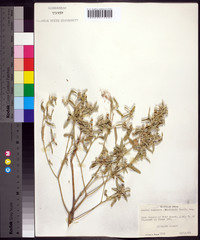 Croton texensis image
