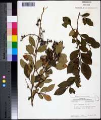 Lyonia ligustrina var. foliosiflora image