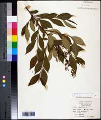 Lyonia ligustrina var. foliosiflora image