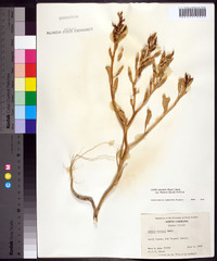 Cakile edentula subsp. harperi image