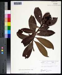 Ardisia escallonioides image