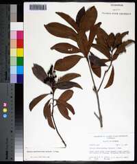 Ardisia escallonioides image