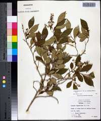 Lyonia ligustrina var. foliosiflora image