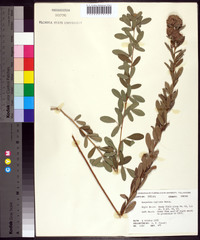 Lespedeza capitata image