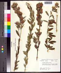 Lespedeza capitata image