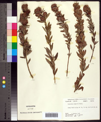 Lespedeza capitata image