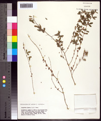 Lespedeza juncea image