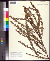 Lespedeza juncea image