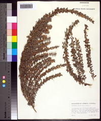 Lespedeza juncea image