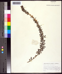 Lespedeza juncea image