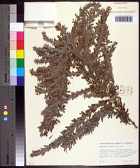 Lespedeza juncea image