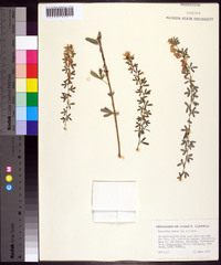 Lespedeza juncea image