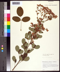 Lespedeza pubescens image