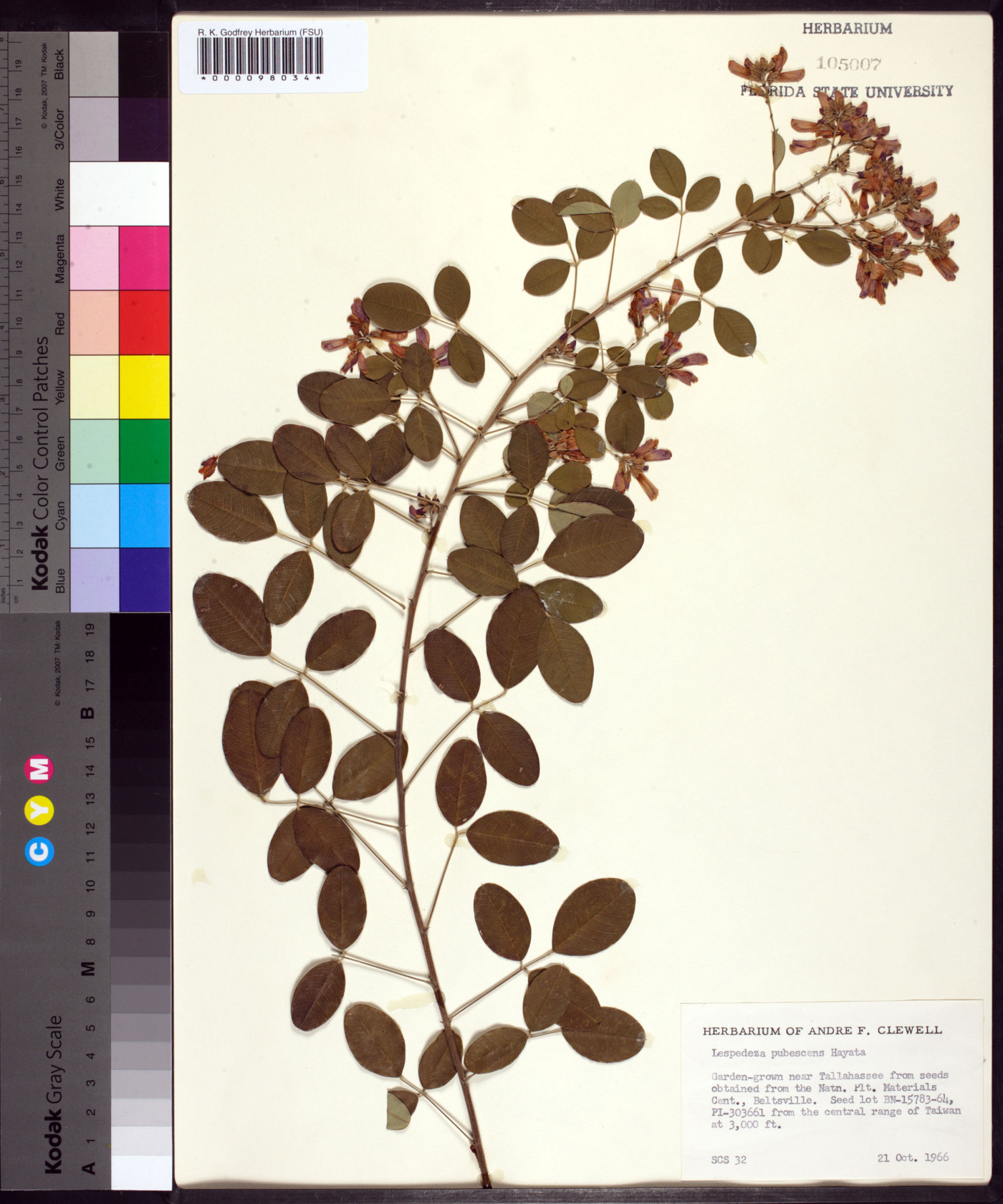 Lespedeza pubescens image