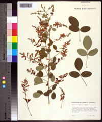 Lespedeza pubescens image