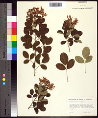 Lespedeza pubescens image