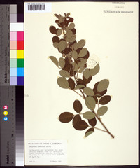 Lespedeza pubescens image