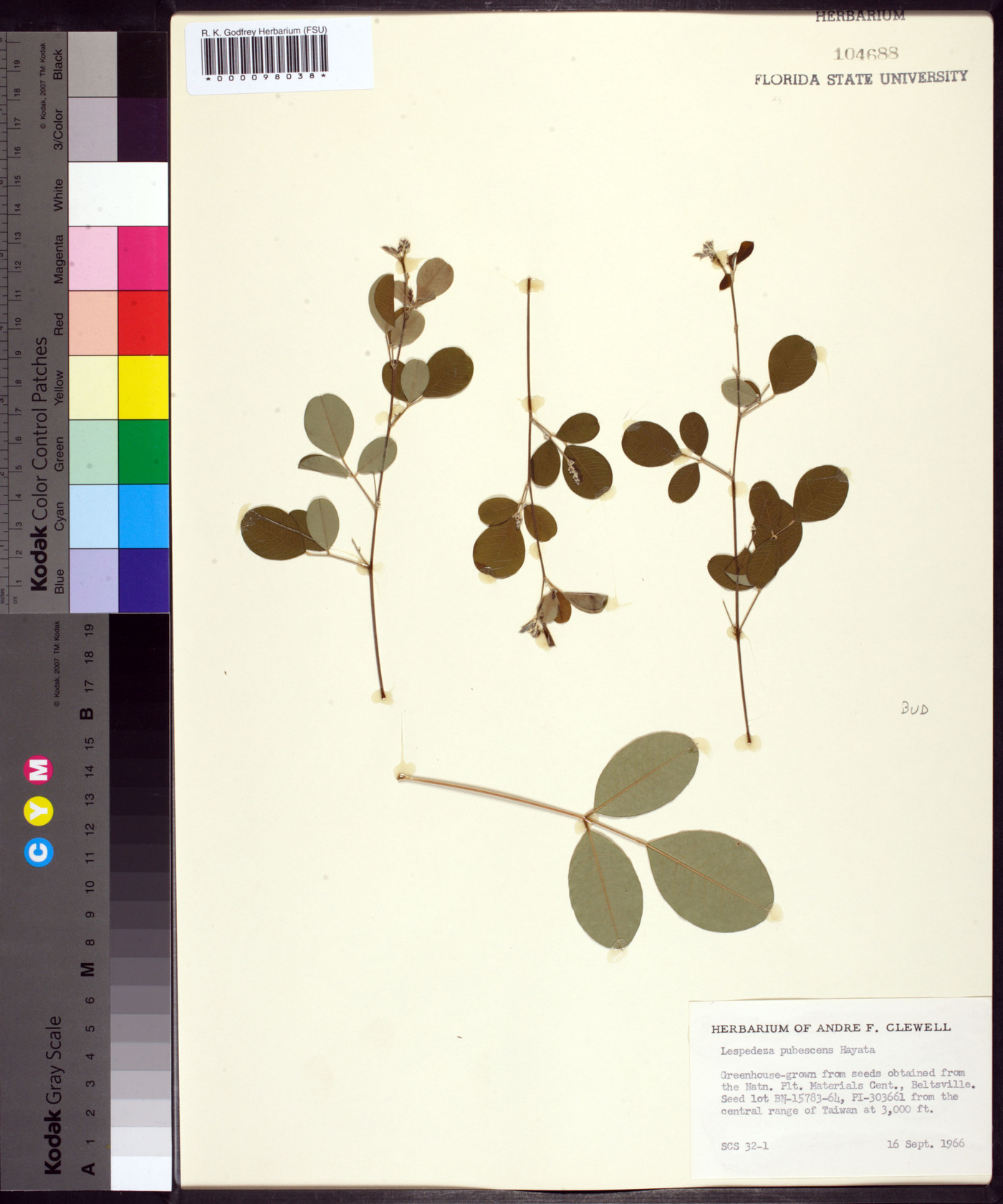 Lespedeza pubescens image