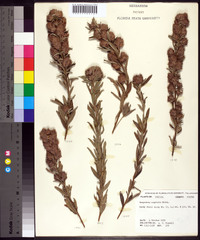 Lespedeza capitata image