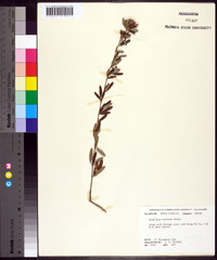 Lespedeza capitata image