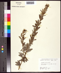 Lespedeza capitata image