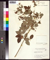 Lespedeza bicolor image