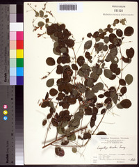 Lespedeza bicolor image