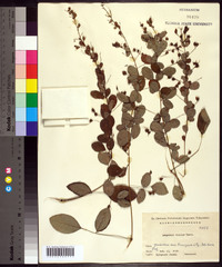 Lespedeza bicolor image