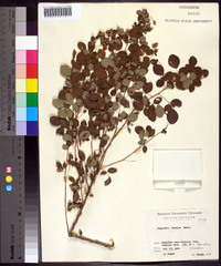 Lespedeza bicolor image