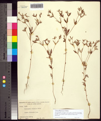 Croton michauxii image