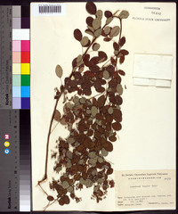 Lespedeza bicolor image