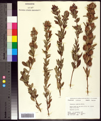 Lespedeza capitata image