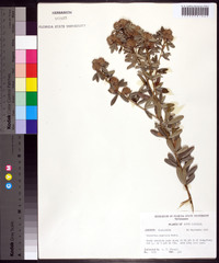 Lespedeza capitata image