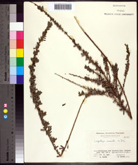 Lespedeza cuneata image