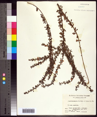 Lespedeza cuneata image