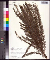 Lespedeza cuneata image