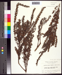 Lespedeza cuneata image