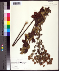 Lespedeza hirta image