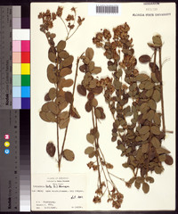 Lespedeza hirta image