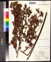 Lespedeza hirta image