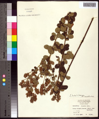 Lespedeza hirta image