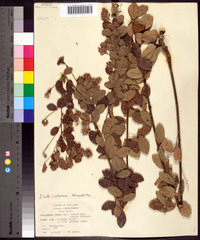 Lespedeza hirta image