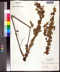 Lespedeza hirta image