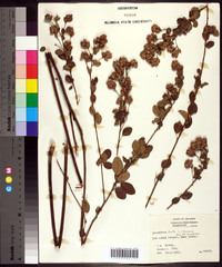 Lespedeza hirta image