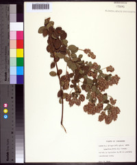 Lespedeza hirta image