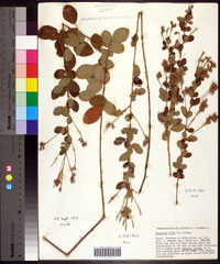 Lespedeza hirta image